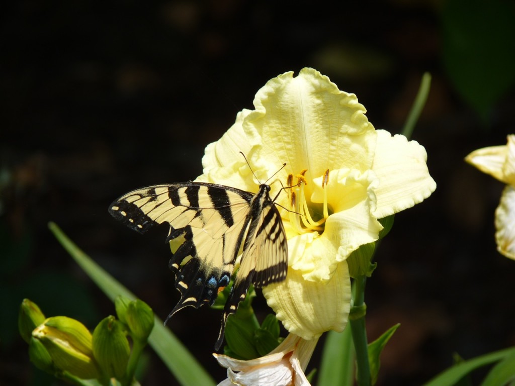 Butterfly and Day Lily