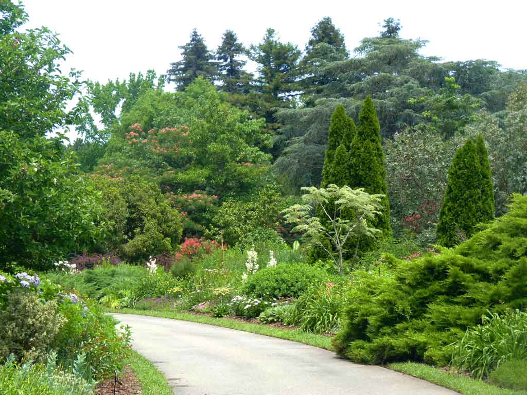 Norfolk-Conifer-Garden