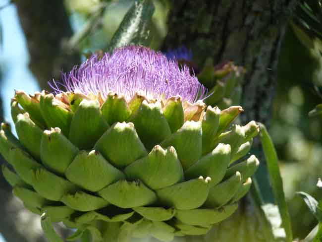 artichoke-flower