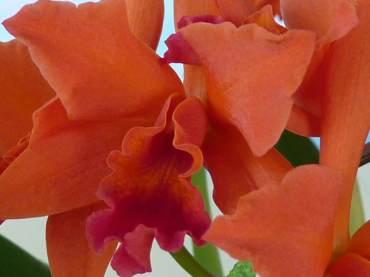 Paridise-Catleya-Orchid-closeup-green-stem
