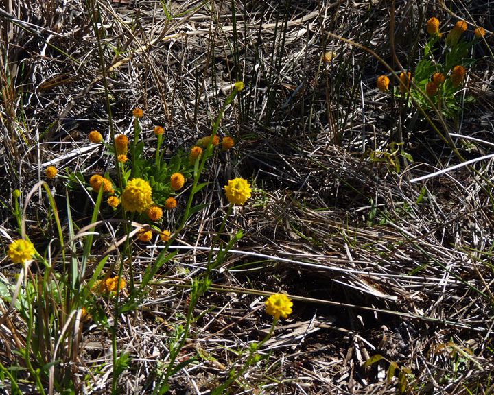 orange-and-yellow-flowers
