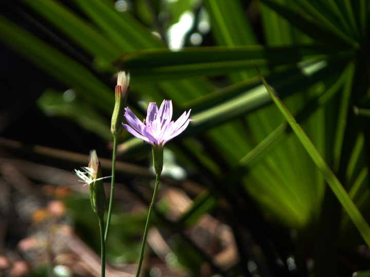 violet-flowers-against-palmetto