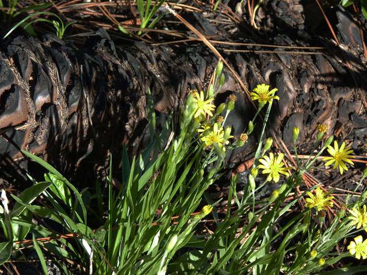 yellow-flowers-and-burned-palmetto